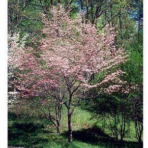 Cornus florida 'Cherokee Chief' 