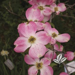 Cornus florida 'Comco No. 1' 