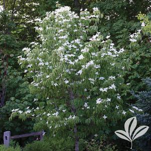 Cornus kousa 