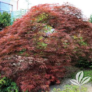 Acer palmatum dissectum 'Tamukeyama' 