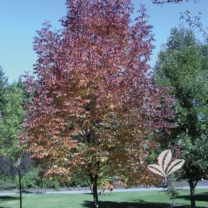 Fraxinus americana cv. 'Junginger' 