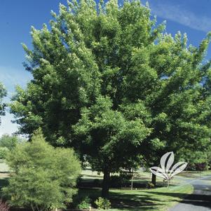 Fraxinus pennsylvanica 