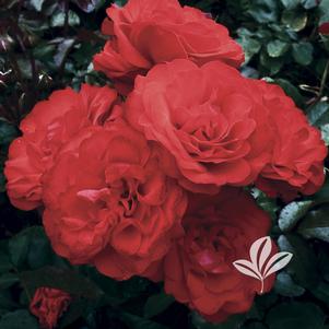 Rosa 'MACtrum' 