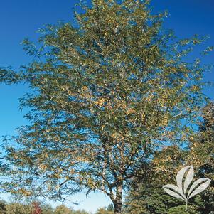 Gleditsia triacanthos inermis 'Skycole' 