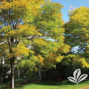 Gleditsia triacanthos inermis 'Shademaster' 