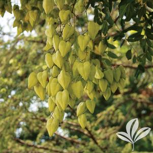 Koelreuteria paniculata 