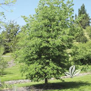 Celtis occidentalis 