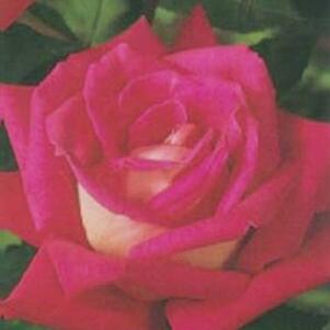 Rosa 'JACtwin' 