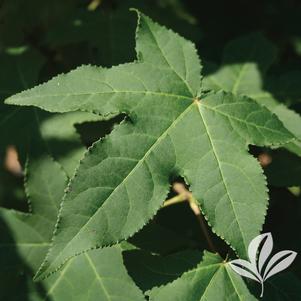 Liquidambar styraciflua 