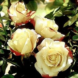 Rosa 'JACfrepu' 