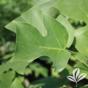 Liriodendron tulipifera 