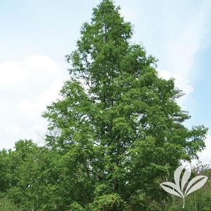 Metasequoia glyptostroboides 