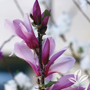 Magnolia x 'Ann' 