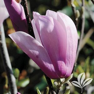 Magnolia x 'Jane' 