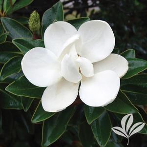 Magnolia grandiflora 'Little Gem' 