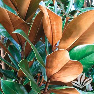 Magnolia grandiflora 'Bracken's Brown Beauty' 