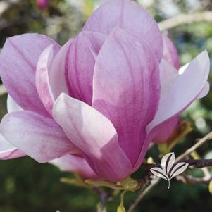 Magnolia x soulangiana 