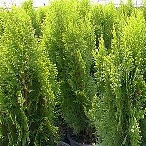 Thuja orientalis 'Aurea Nana' 