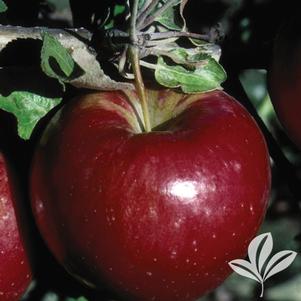 Malus 'Sweet Sixteen' 
