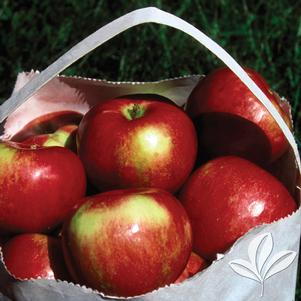 Malus 'State Fair' 