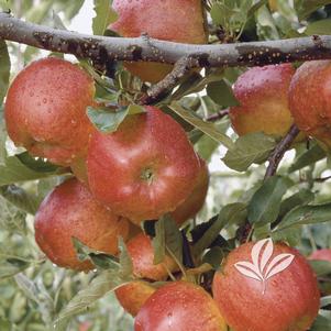 Malus 'Gala' 