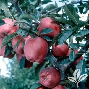 Malus 'Red Delicious' 