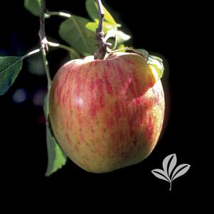 Malus 'Fuji' 