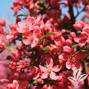 Malus 'Prairifire' 