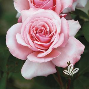 Rosa 'MACrexy' 