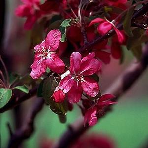 Malus 'Robinson' 