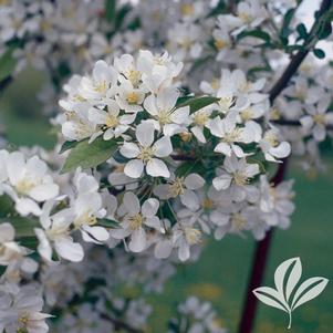 Malus 'Sargentii' 