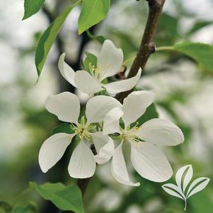 Malus 'Spring Snow' 