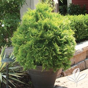 Thuja occidentalis 'Sunkist' 