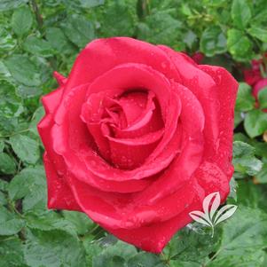 Rosa 'JACopper' 