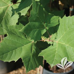 Platanus occidentalis 