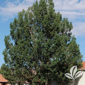 Populus x canadensis 'Noreaster' 