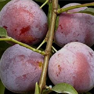 Prunus 'Superior' 