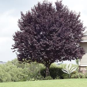 Prunus cerasifera 'Krauters Vesuvius' 