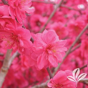 Prunus 'Crimson Cascade' 