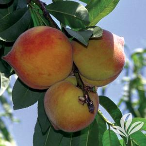 Prunus persica 'Elberta' 