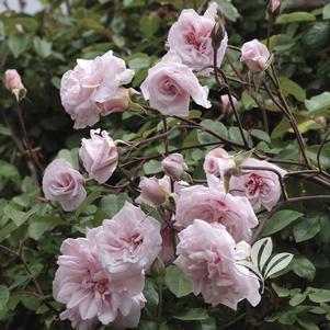 Rosa 'Cecile Brunner' 