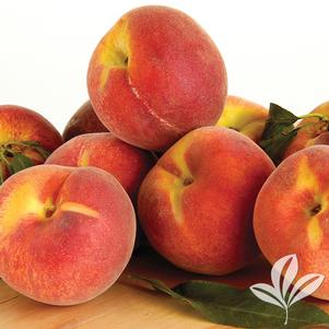Prunus persica 'Reliance' 