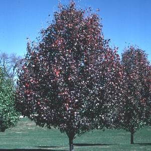 Pyrus calleryana Understock 