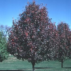 Pyrus calleryana Understock 