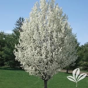 Pyrus calleryana 'Glen's Form' 