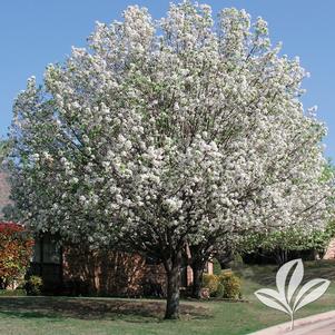 Pyrus calleryana 'Bradford' 