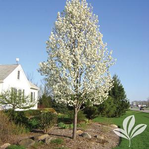 Pyrus calleryana 'Cleveland Select' 