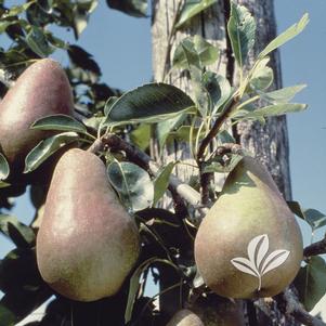 Pyrus 'Moonglow' 