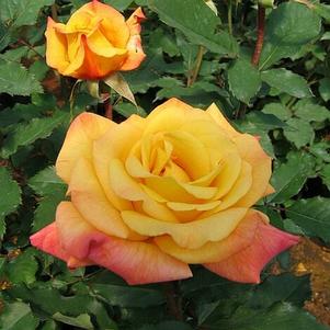 Rosa 'JACrite' 