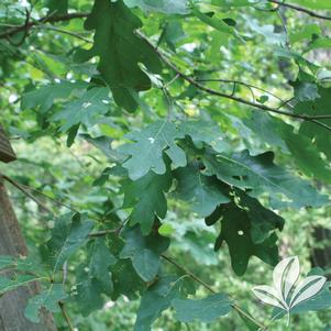 Quercus alba 